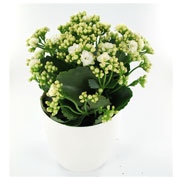 Kalanchoe blanc + Cache pot Blanc /